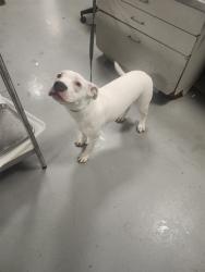Shelter Stray Female Dog last seen Near BLOCK ARRIVO CT, SAN JACINTO, 581 S Grand Ave, San Jacinto, CA 92582, USA