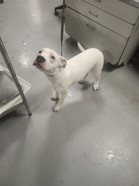 Shelter Stray Female Dog last seen Near BLOCK ARRIVO CT, SAN JACINTO, 581 S Grand Ave, San Jacinto, CA 92582, USA