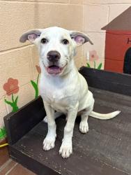 Shelter Stray Male Dog last seen , 31044 Charlie Canyon Rd, Castaic, CA 91384, USA