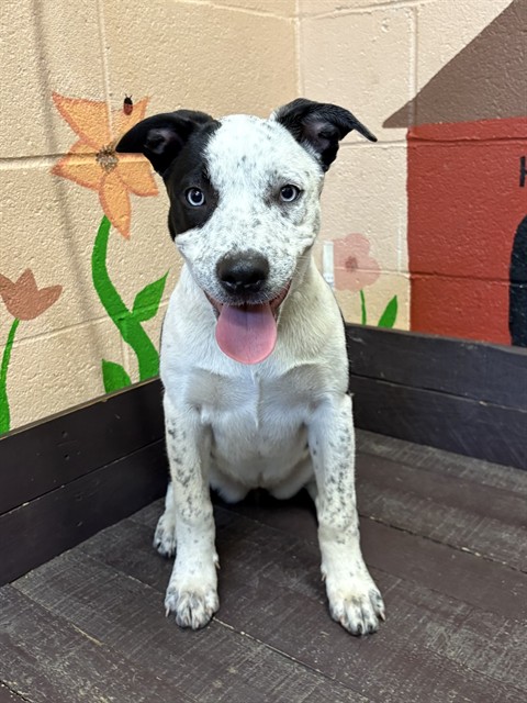 Shelter Stray Female Dog last seen , 31044 Charlie Canyon Rd, Castaic, CA 91384, USA