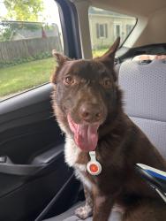 Reunited Unknown Dog last seen By El Cuban restaurant, West Saint Paul, MN 55118
