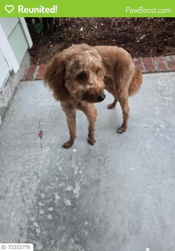 Reunited Male Dog last seen Palmetto Park Circle, Lake Carolina, SC 29229