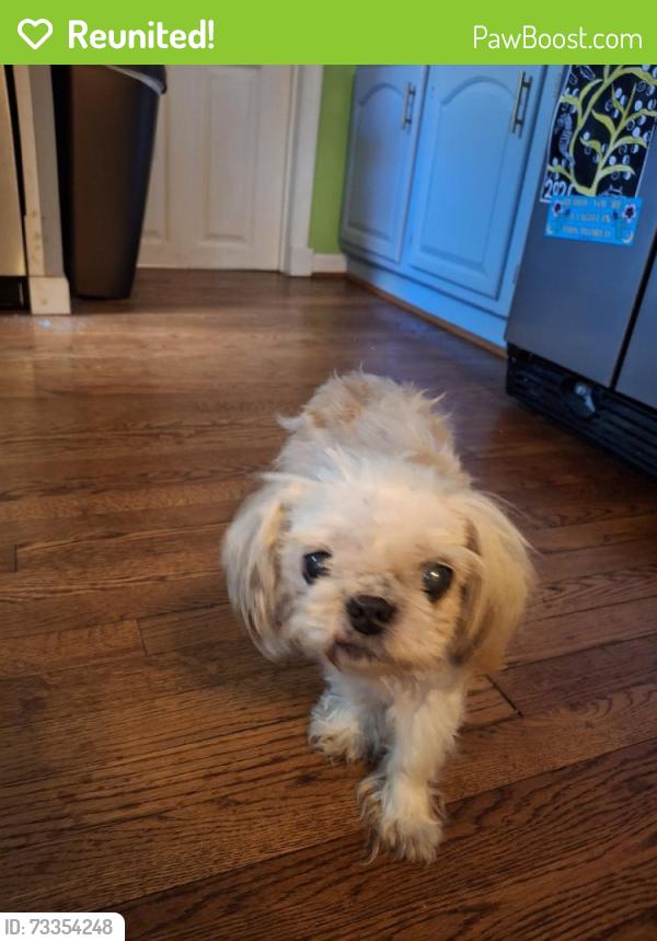 Reunited Female Dog last seen Varnum and 51st, Bladensburg, MD 20710