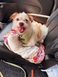 Lost Male Dog last seen West Water st. and South Hart St, Princeton, IN 47670
