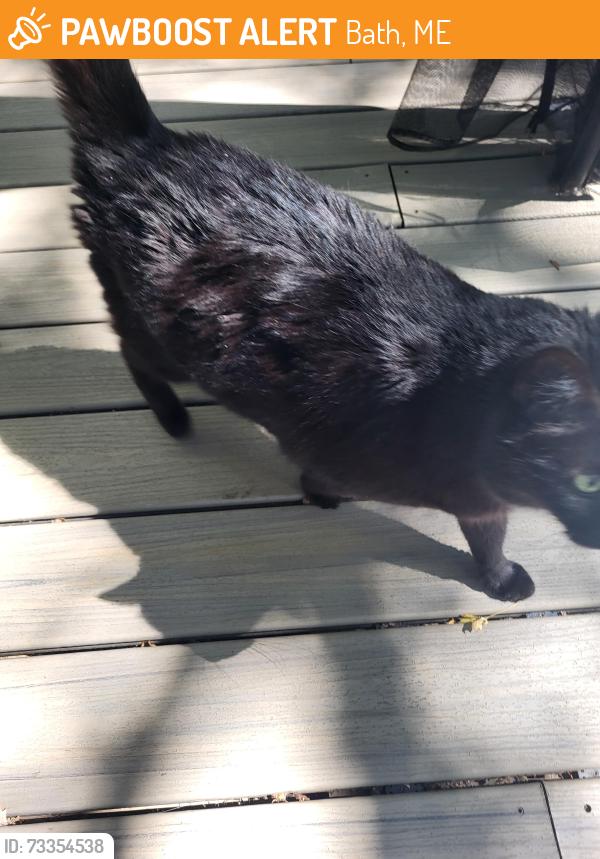 Found/Stray Female Cat last seen High st Crescent st, Bath, ME 04530