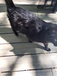 Found/Stray Female Cat last seen High st Crescent st, Bath, ME 04530