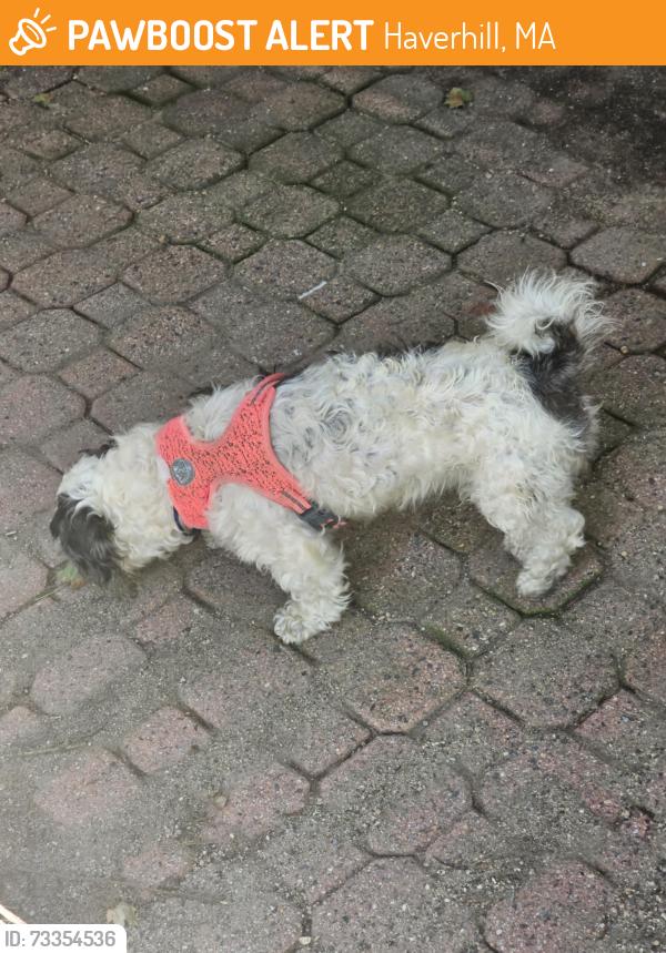 Found/Stray Male Dog last seen Webster Street, Summer Street & Bartlett Ave, Haverhill, MA 01830