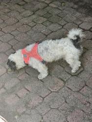 Found/Stray Male Dog last seen Webster Street, Summer Street & Bartlett Ave, Haverhill, MA 01830