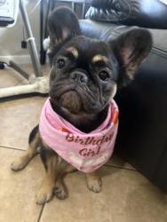 Reunited Female Dog last seen Near oleander dr miramar,Fl 33022, Miramar, FL 33023