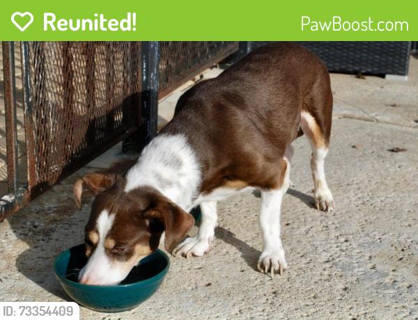 Reunited Male Dog last seen Near Kelowna Rd, San Diego, CA 92126