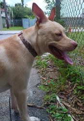 Found/Stray Male Dog last seen Nw 9th Ave & nw 7th st, Fort Lauderdale, FL 33311