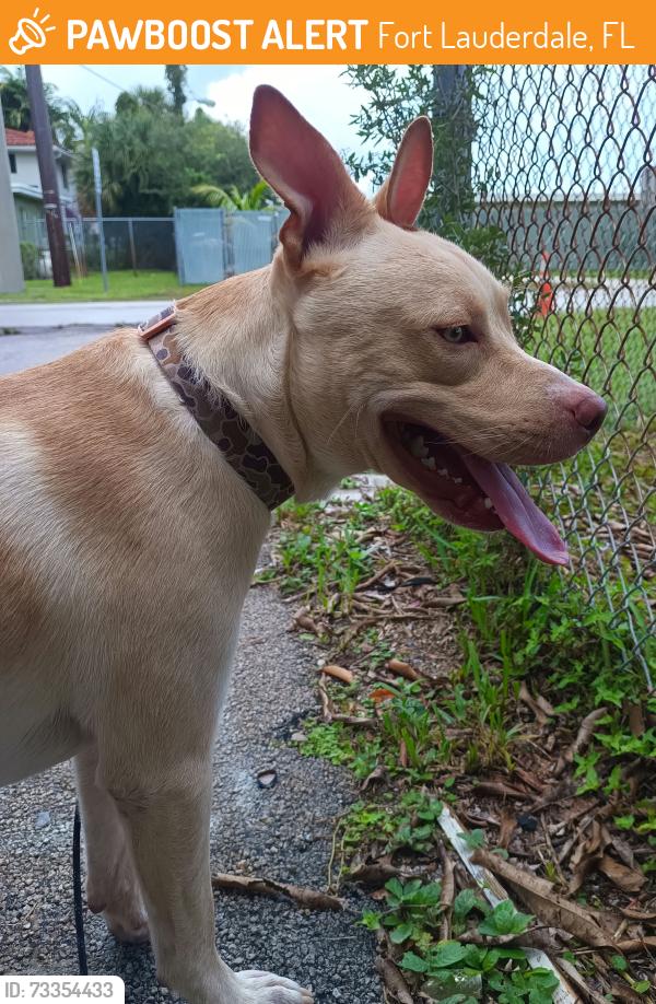 Found/Stray Male Dog last seen Nw 9th Ave & nw 7th st, Fort Lauderdale, FL 33311