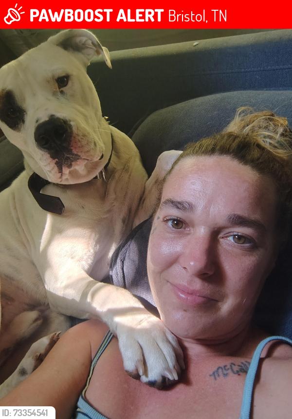 Lost Male Dog last seen The brewery at the Pinnacle, Bristol, TN 37620