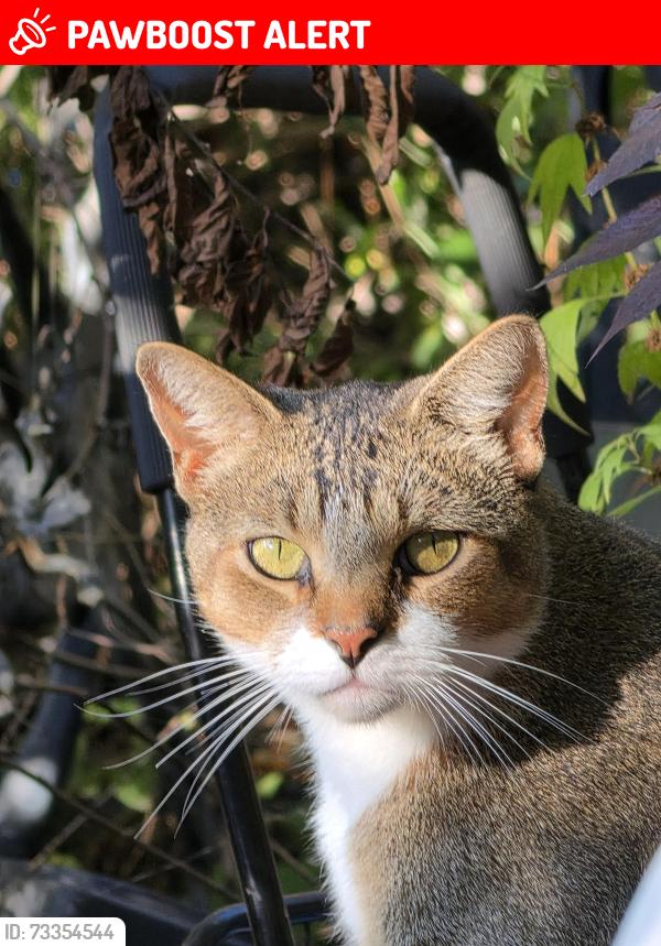 Lost Male Cat last seen General Motors/Hickory Ridge, Milford Township, MI 48380