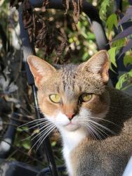 Lost Male Cat last seen General Motors/Hickory Ridge, Milford Township, MI 48380