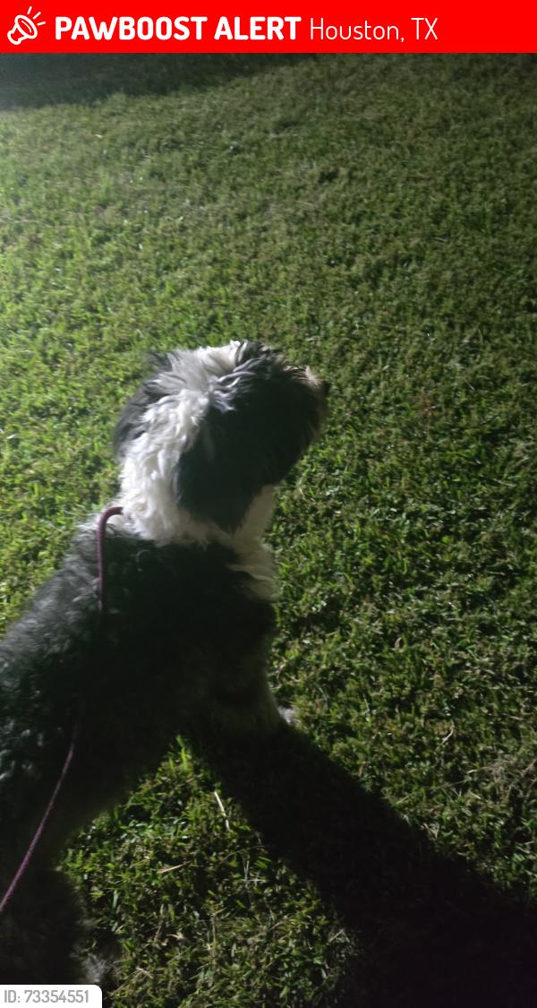 Lost Female Dog last seen Frawley Street, Houston, TX 77009