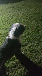 Lost Female Dog last seen Frawley Street, Houston, TX 77009