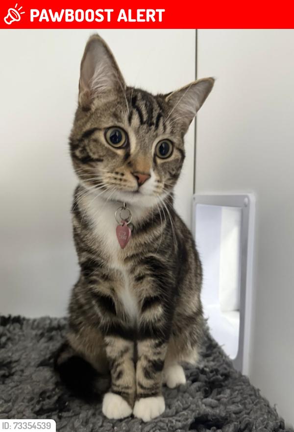 Lost Female Cat last seen Montague Close, Farnham Royal, England SL2 3DW