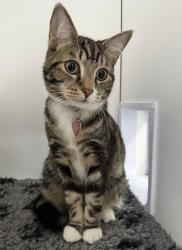 Lost Female Cat last seen Montague Close, Farnham Royal, England SL2 3DW