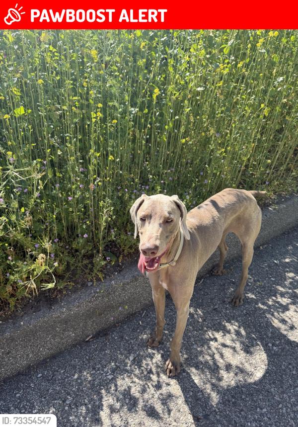 Lost Female Dog last seen Near marine ave manhattan beach ca 90266, Manhattan Beach, CA 90266