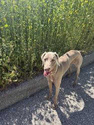 Lost Female Dog last seen Near marine ave manhattan beach ca 90266, Manhattan Beach, CA 90266