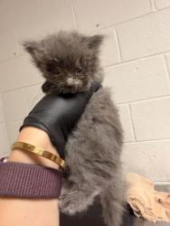 Shelter Stray Male Cat last seen Near saylors ford rd, Knox County GP, TN, 3201 Division St, Knoxville, TN 37919, USA
