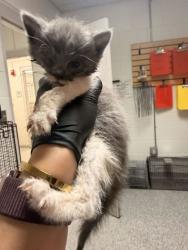 Shelter Stray Female Cat last seen Near saylors ford rd, Knox County GP, TN, 3201 Division St, Knoxville, TN 37919, USA