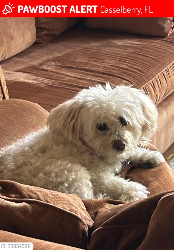 Lost Female Dog last seen Eagle Circle and Eagle Circle, Casselberry, FL 32707