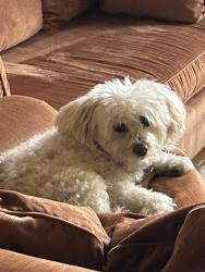 Lost Female Dog last seen Eagle Circle and Eagle Circle, Casselberry, FL 32707
