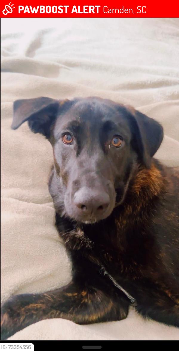 Lost Male Dog last seen Kirkwood, Camden, SC 29020