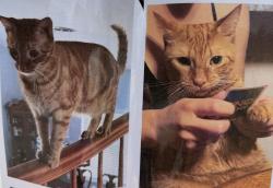 Reunited Male Cat last seen Near Fall River Dr, New Port Richey, FL 34655, USA, New Port Richey, FL 34655