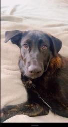 Lost Male Dog last seen Kirkwood, Camden, SC 29020