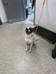 Shelter Stray Male Dog last seen Near Church St, Cramerton, NC, 1491 Business Park Ct, Gastonia, NC 28052, USA