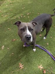 Shelter Stray Female Dog last seen Near Billie Holiday Ct, 21205, MD, 2490 Giles Rd, Baltimore, MD 21225, USA