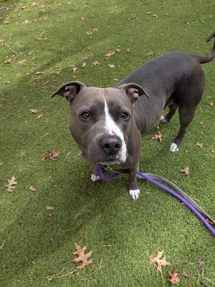 Shelter Stray Female Dog last seen Near Billie Holiday Ct, 21205, MD, 2490 Giles Rd, Baltimore, MD 21225, USA