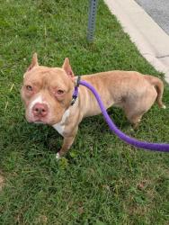 Shelter Stray Male Dog last seen Near E 25th ST, 21213, MD, 2490 Giles Rd, Baltimore, MD 21225, USA