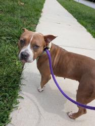 Shelter Stray Female Dog last seen Near E 25th ST, 21213, MD, 2490 Giles Rd, Baltimore, MD 21225, USA