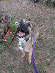 Shelter Stray Male Dog last seen Near Braddish Ave., 21216, MD, 2490 Giles Rd, Baltimore, MD 21225, USA