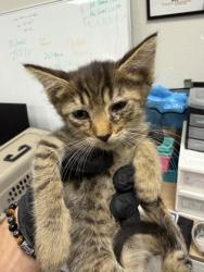 Shelter Stray Female Cat last seen S Glenn Ave & W Jayne Ave, Coalinga Zone Fresno CO 1B 93210, CA, 1510 W Dan Ronquillo Dr, Fresno, CA 93706, USA