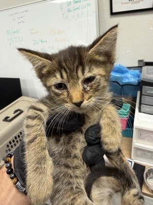 Shelter Stray Female Cat last seen S Glenn Ave & W Jayne Ave, Coalinga Zone Fresno CO 1B 93210, CA, 1510 W Dan Ronquillo Dr, Fresno, CA 93706, USA