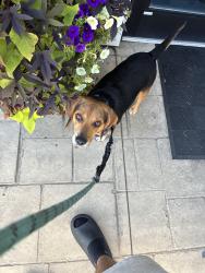 Reunited Male Dog last seen Albany Ave, Amityville, NY 11701