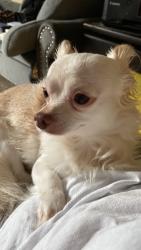 Lost Male Dog last seen Dove tree lane, Raleigh, NC 27610