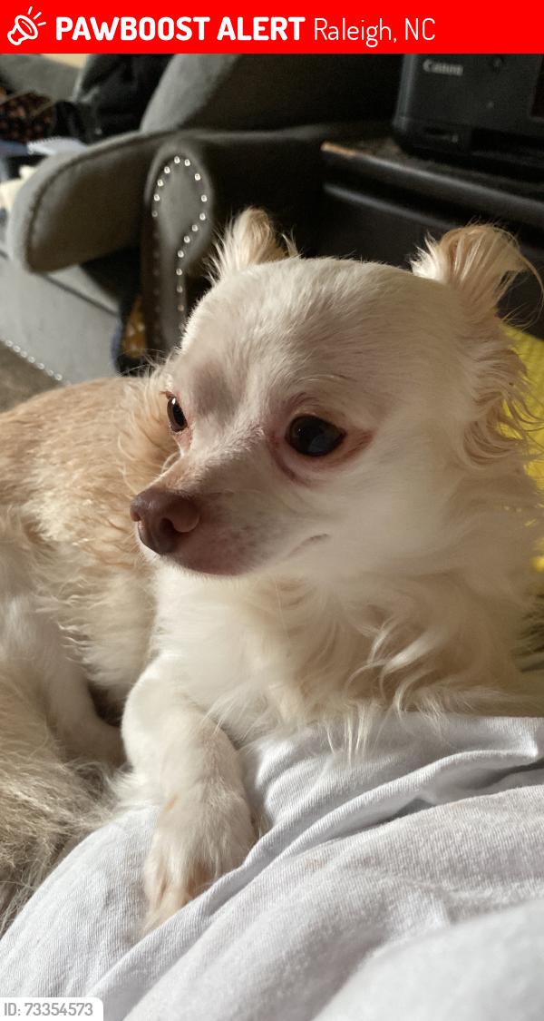 Lost Male Dog last seen Dove tree lane, Raleigh, NC 27610