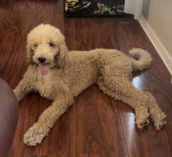 Reunited Male Dog last seen Laurel Meadows Subdivision, Greenville, SC 29607