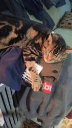 Reunited Female Cat last seen Woodcliff rd and Rockledge rd., Newton, MA 02461