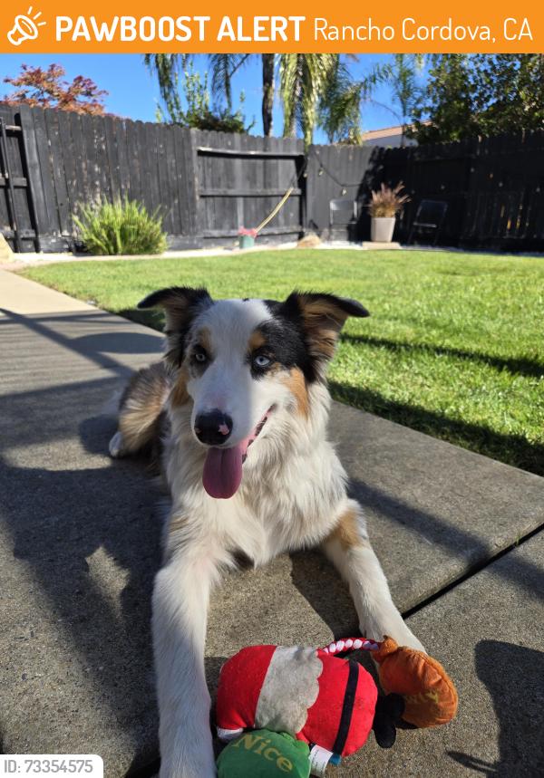 Found/Stray Unknown Dog last seen Baroque Drive/Prospect Park Drive, Rancho Cordova, CA 95670