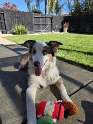 Found/Stray Unknown Dog last seen Baroque Drive/Prospect Park Drive, Rancho Cordova, CA 95670