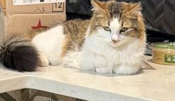 Reunited Female Cat last seen Havens corner road, Blacklick, OH 43004