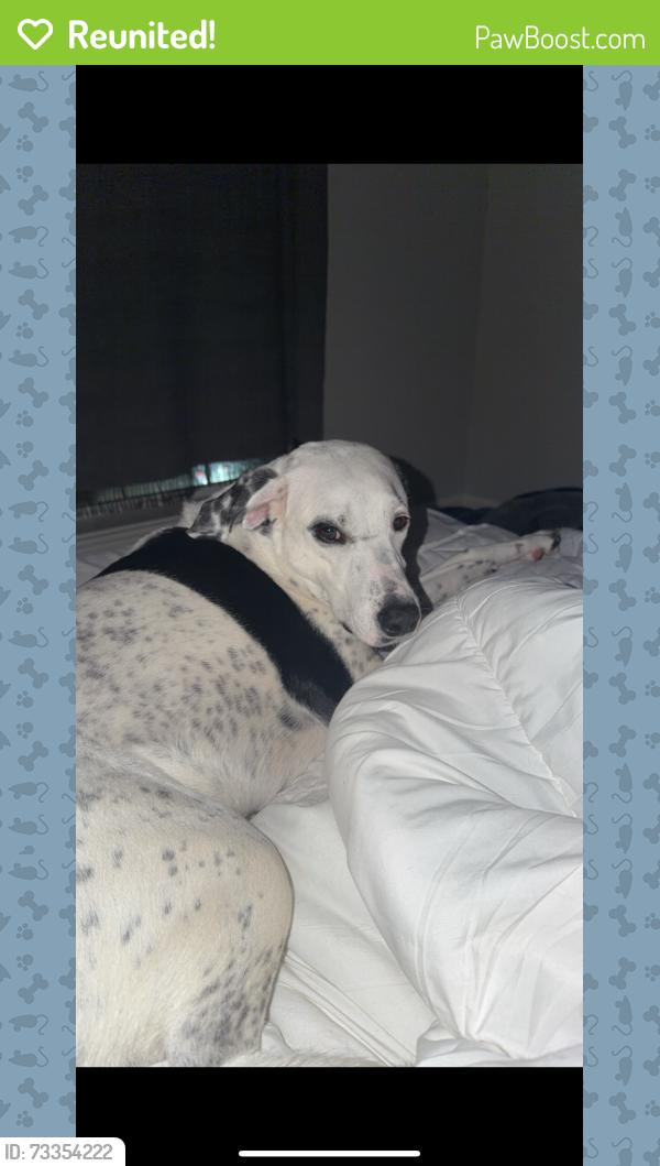 Reunited Female Dog last seen main street, Round Rock, TX 78664