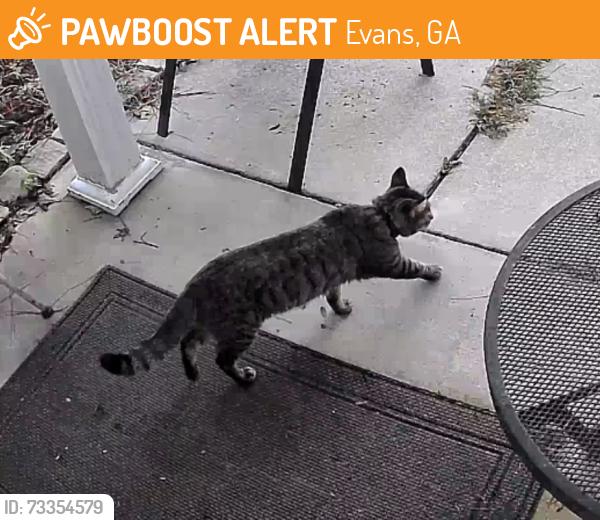 Found/Stray Unknown Cat last seen Villages of greenbrier, Evans, GA 30809
